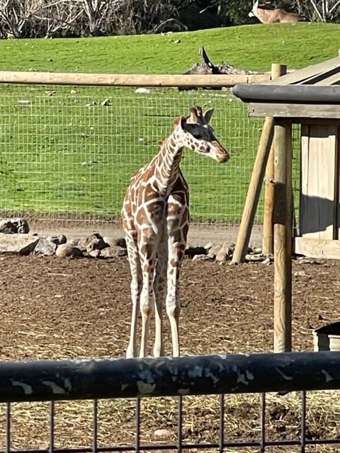 A giraffe standing in a zoo enclosure.