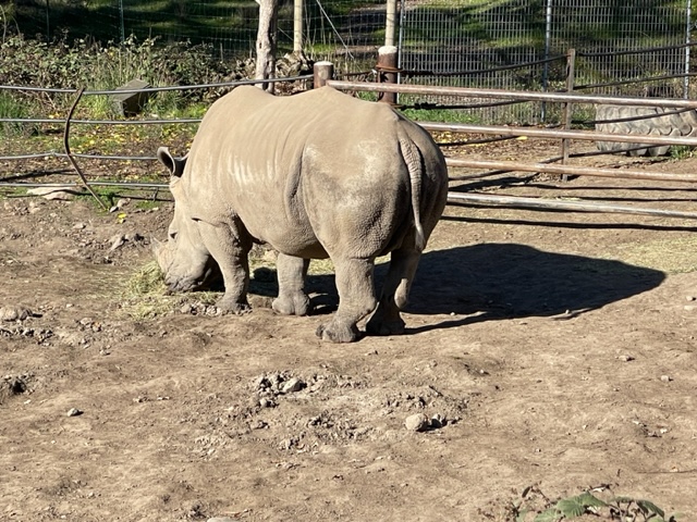 A white rhino in a zoo enclosure.