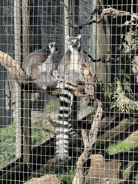 Two ring tailed lemurs sitting in a cage.