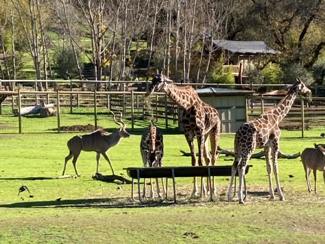 A group of giraffes and deer in a zoo.