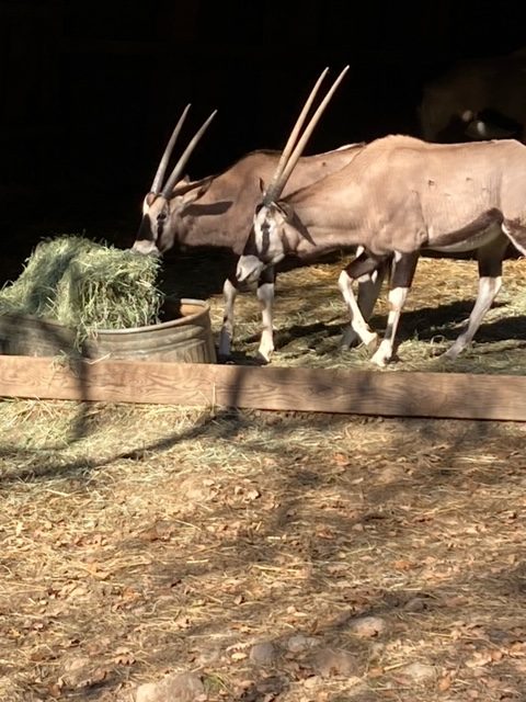 Two oryxes eating hay in a zoo enclosure.