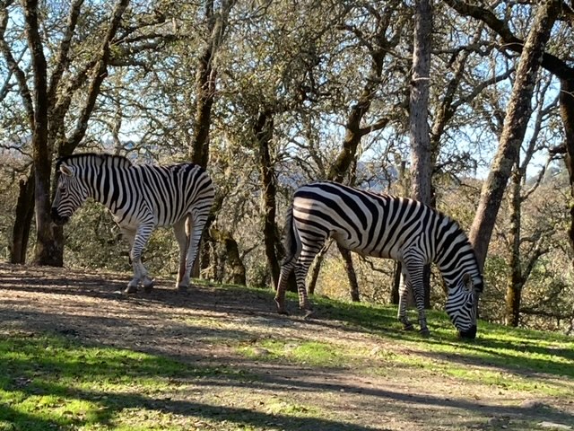 Two zebras grazing in a wooded area.